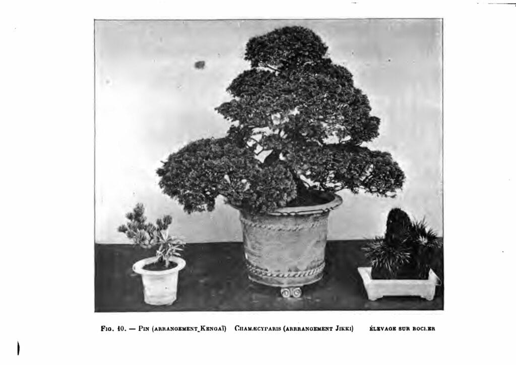 Les arbres nains japonais