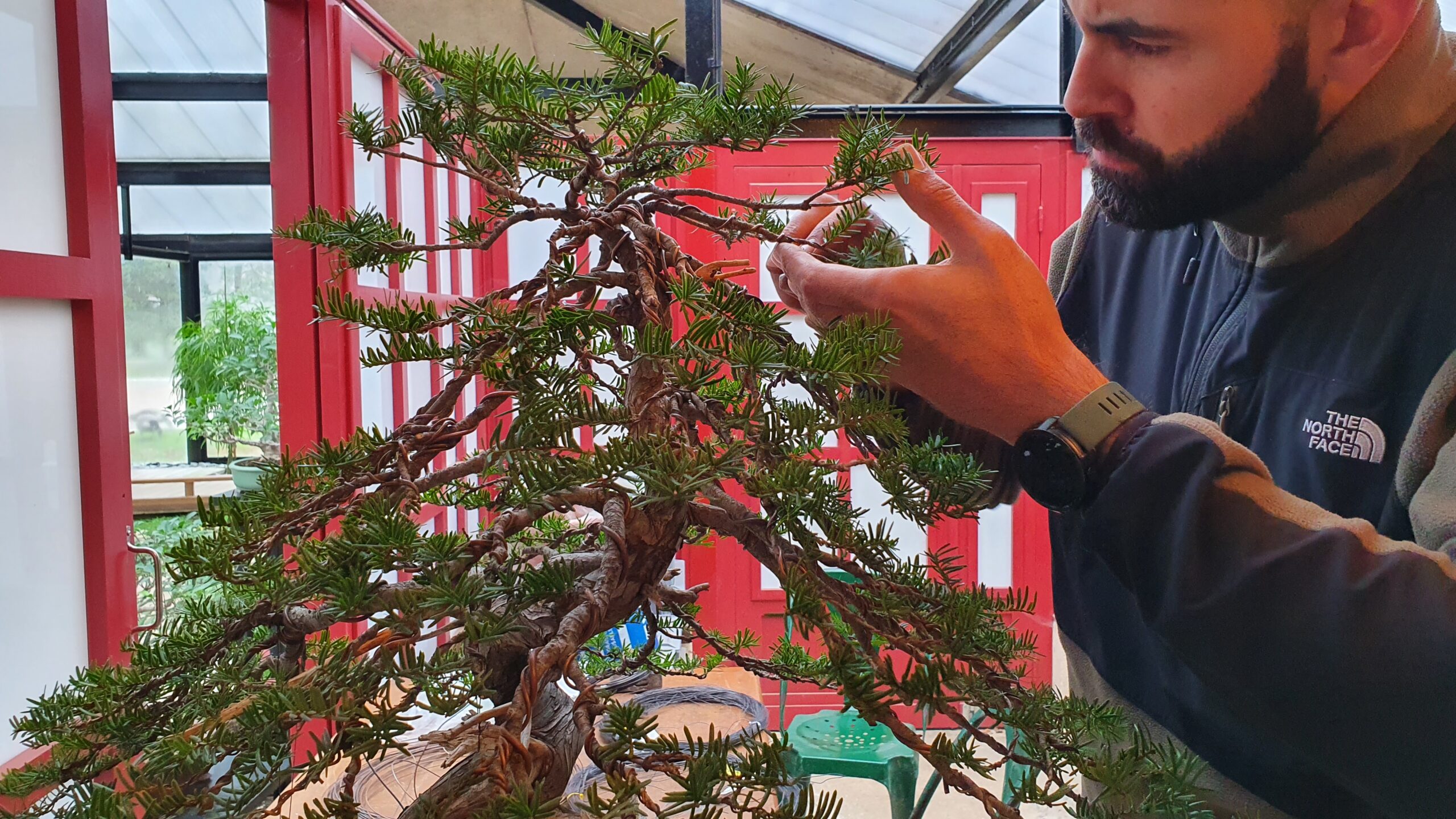 YouTube Bonsaï Culture Bonsaï Culture