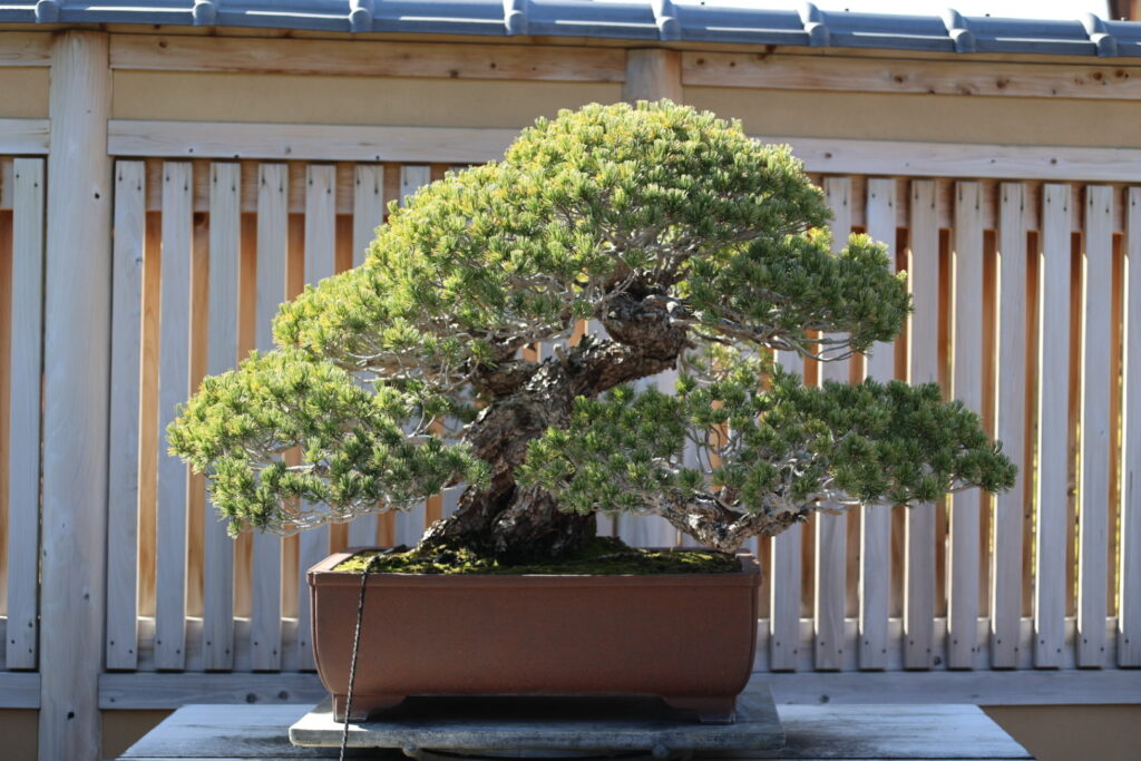 OMIYA BONSAÏ ART MUSEUM 2023 Bonsaï Culture