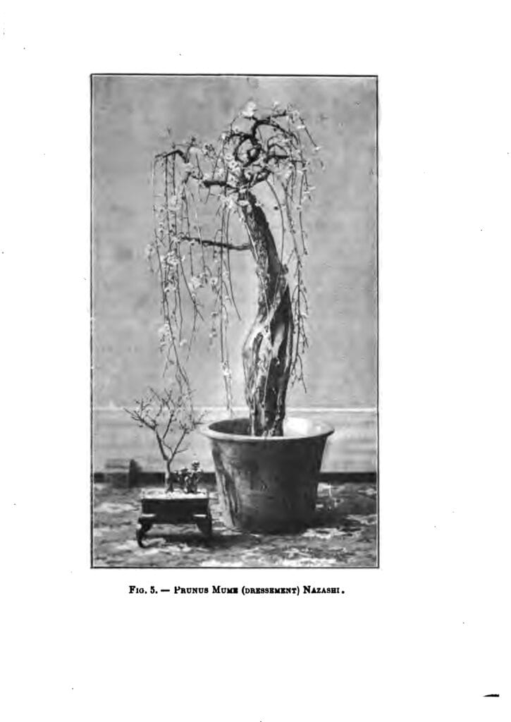 Les arbres nains japonais