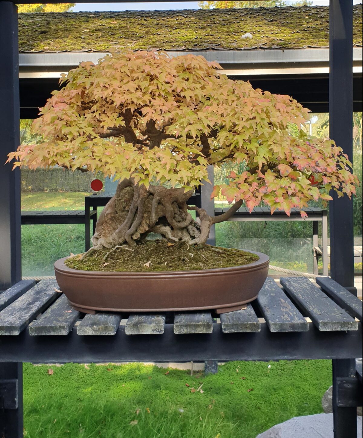 LE PARC FLORAL DE PARIS La première exposition permanente de bonsaï