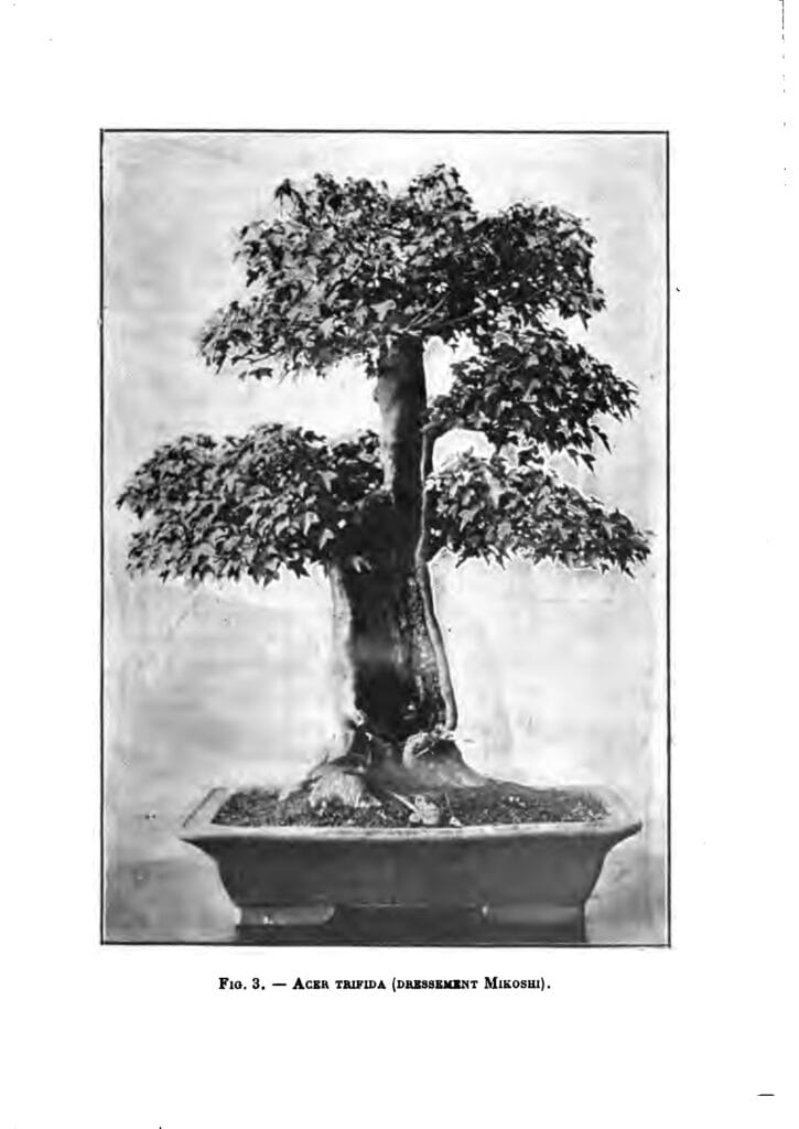 Les arbres nains japonais