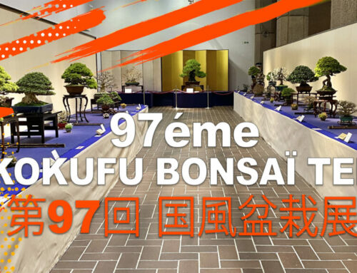 97éme Kokufu Bonsai Ten  第97回 国風盆栽展