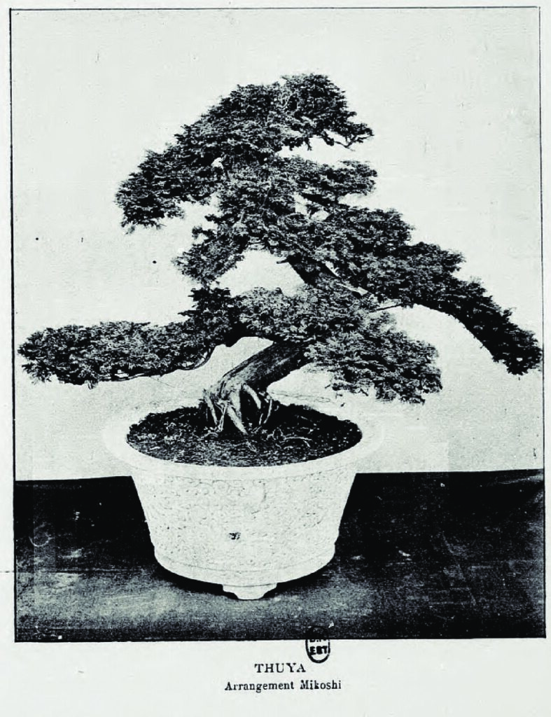 FIG 15 – THUYA ARRANGEMENT MIKOSHI