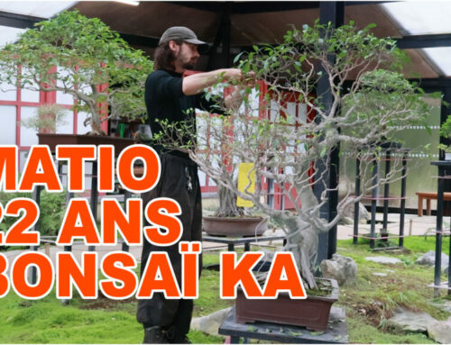 MATIO BONSAÏ KA