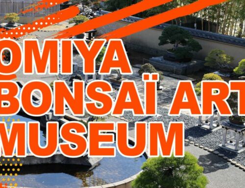 OMIYA BONSAÏ ART MUSEUM 2023