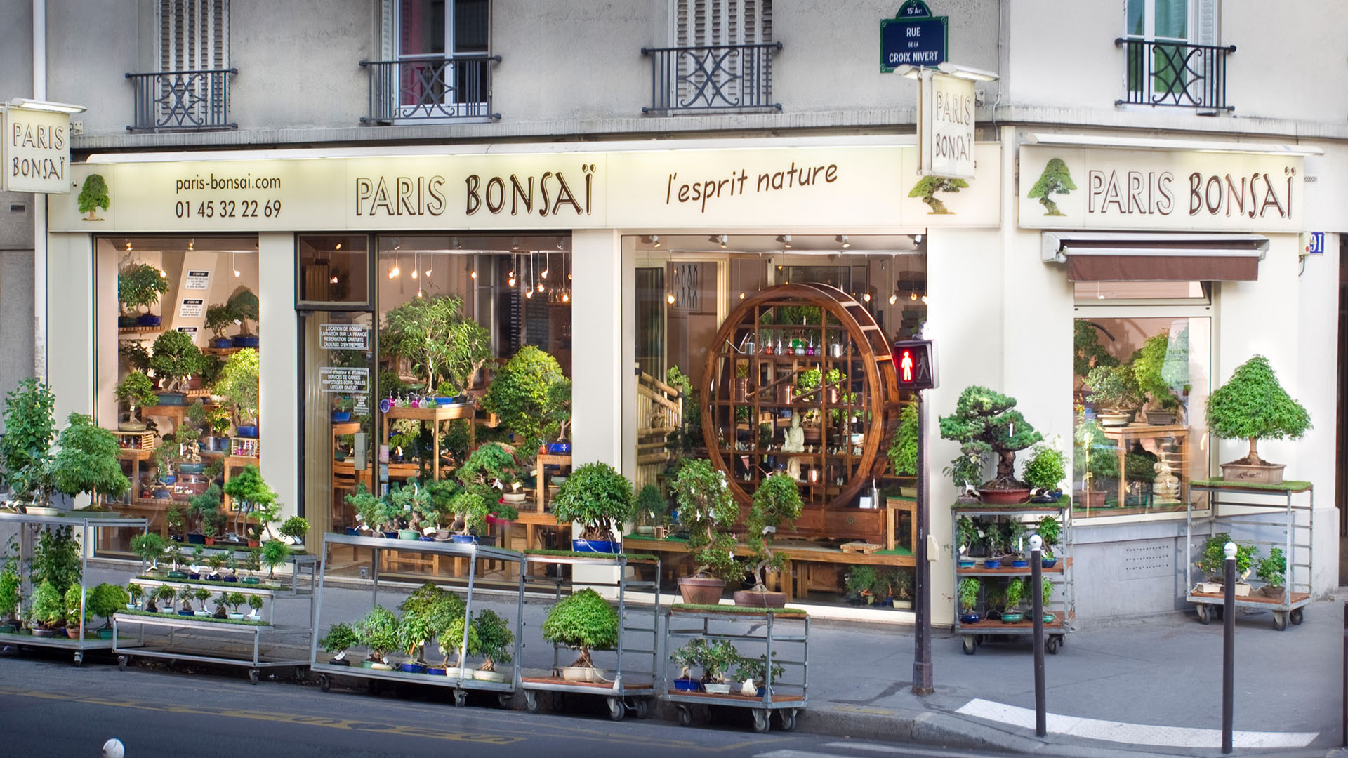 Histoire du bonsaï Bonsaï Culture