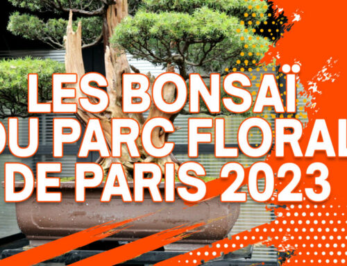LES BONSAÏ DU PARC FLORAL DE PARIS 2023