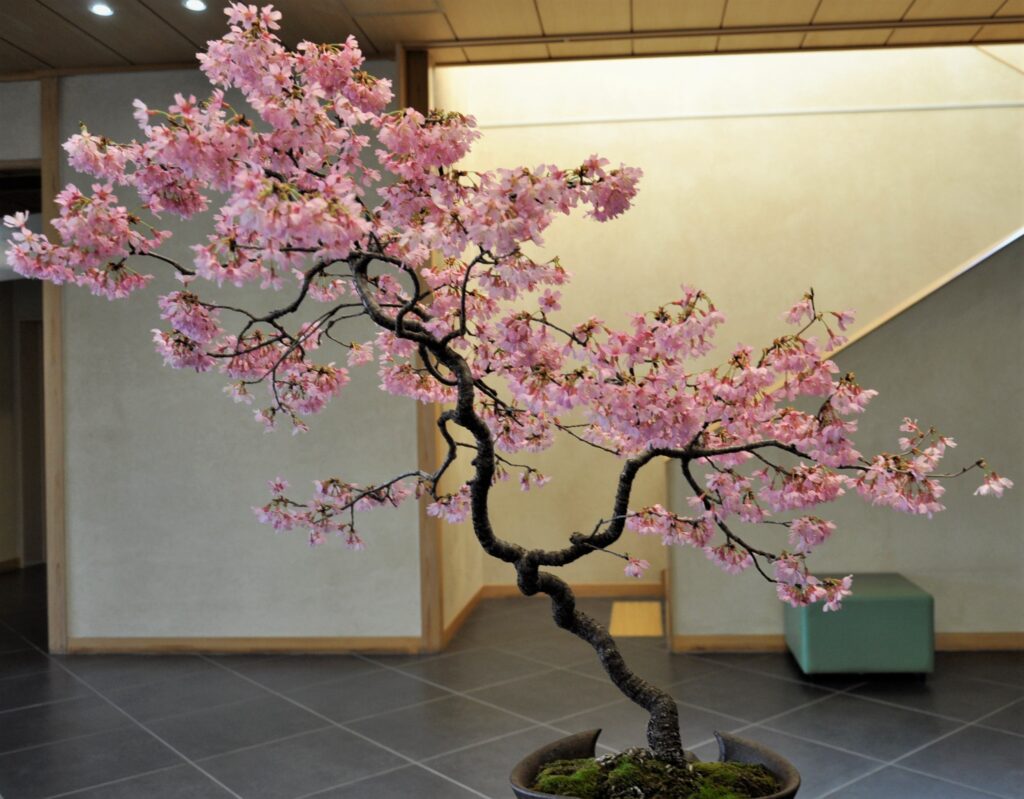 Image du musée du bonsaï d'Omiya.