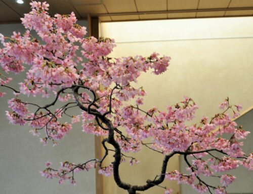 SAKURA (Cerisiers du Japon)