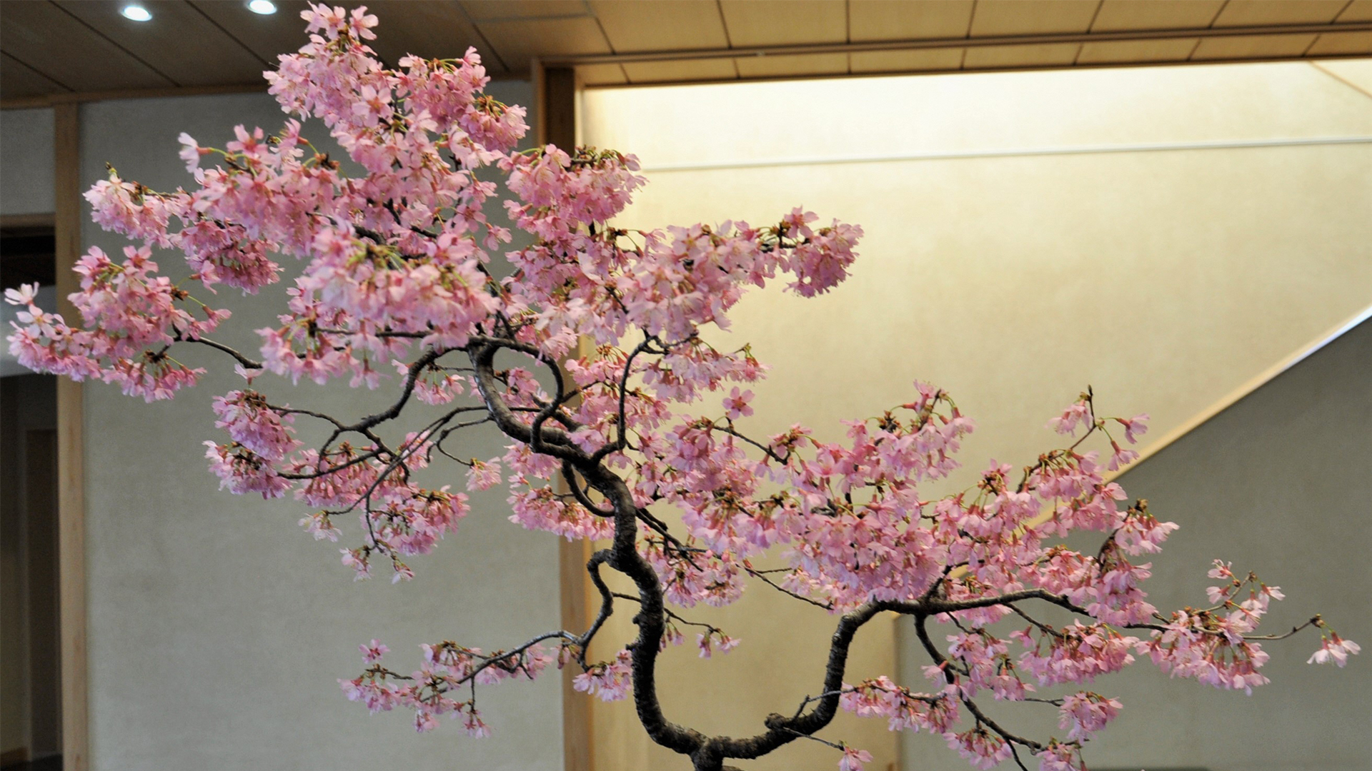 sakura-cerisiers-du-japon-bonsa-culture