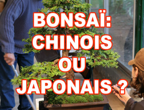 BONSAI : CHINOIS OU JAPONAIS ???