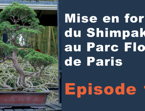 SHIMPAKU DU PARC FLORAL DE PARIS – Ep1