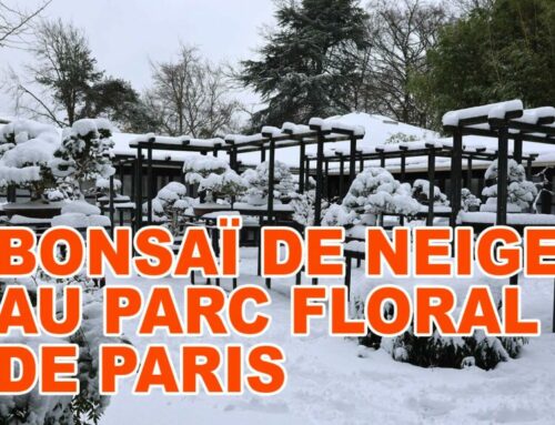 BONSAÏ DE NEIGE