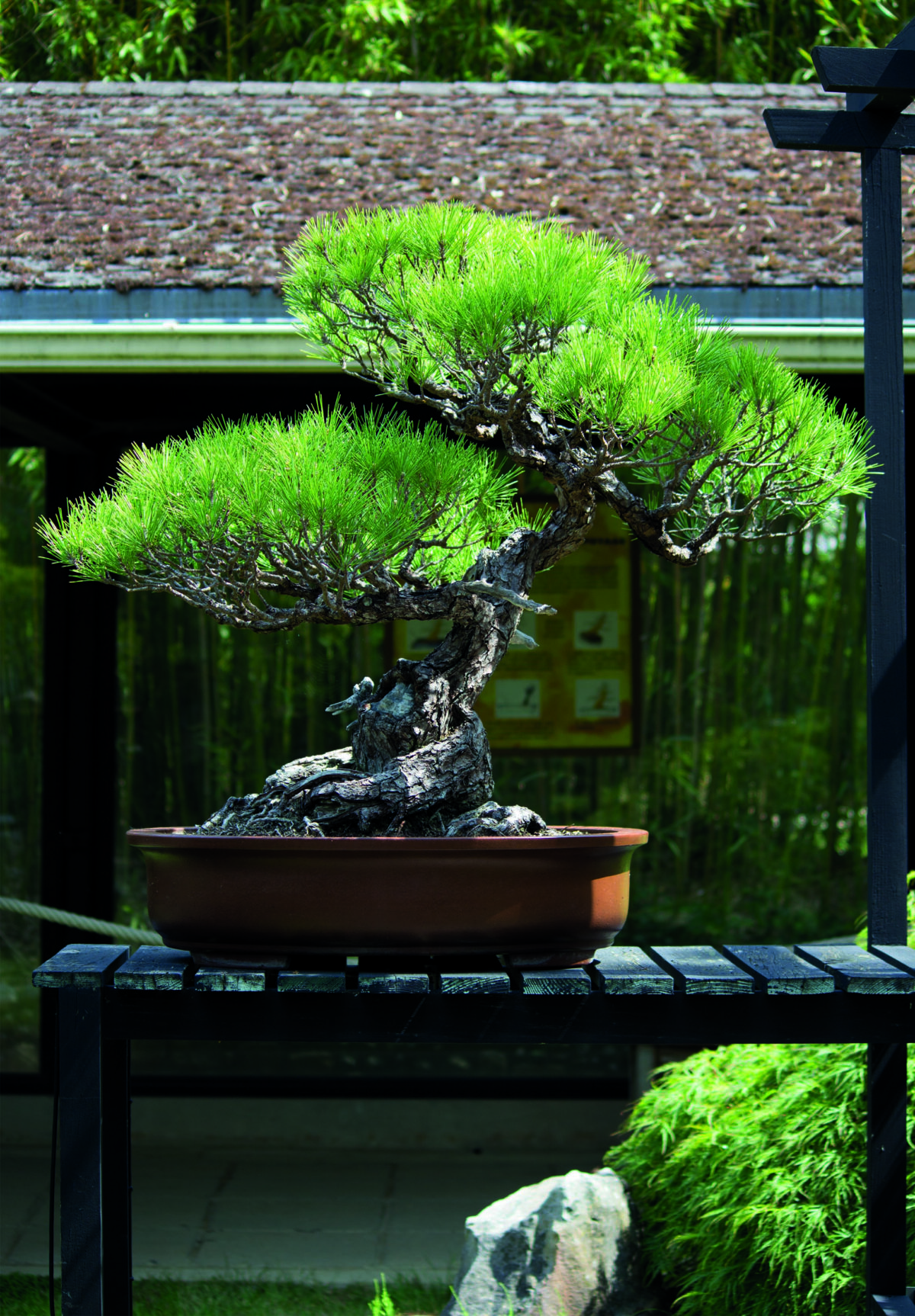 LE PARC FLORAL DE PARIS La première exposition permanente de bonsaï