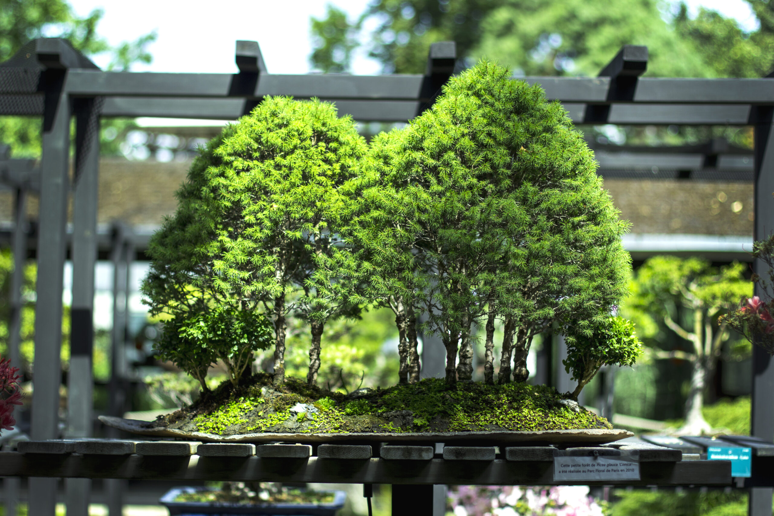 bonsaiculture Bonsaï Culture