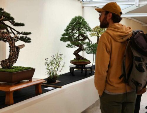 EXPOSEZ LORS DE BONSAÏ CULTURE EXPO 2025