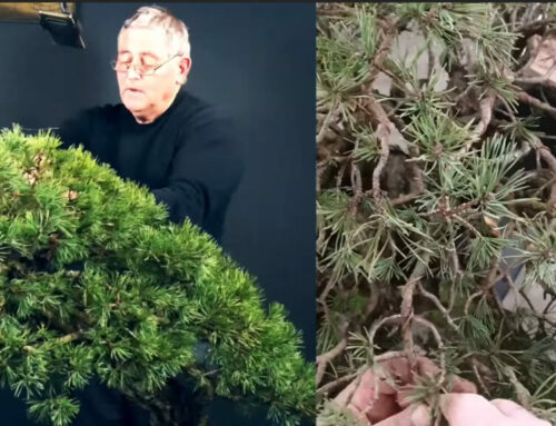 GOLIATH LE MAGNIFIQUE 🌱 NEJIKAN BONSAI 🌱