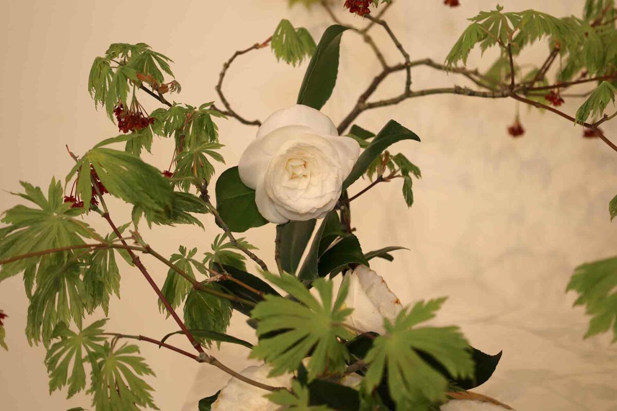 IKEBANA L’art de l’éphémère Bonsaï Culture