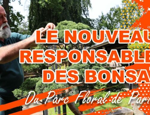 Nouveau responsable des bonsaï du Parc Floral