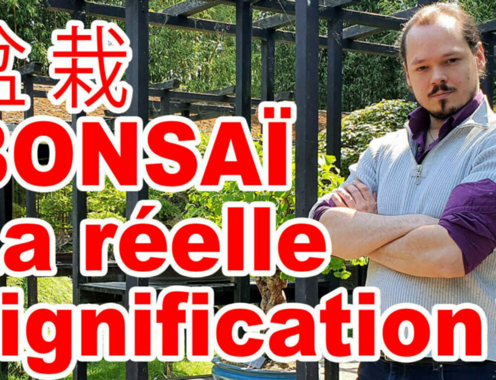 CHOJUBAI Cognassier du Japon by Alexandre Escudero Bonsaï Culture