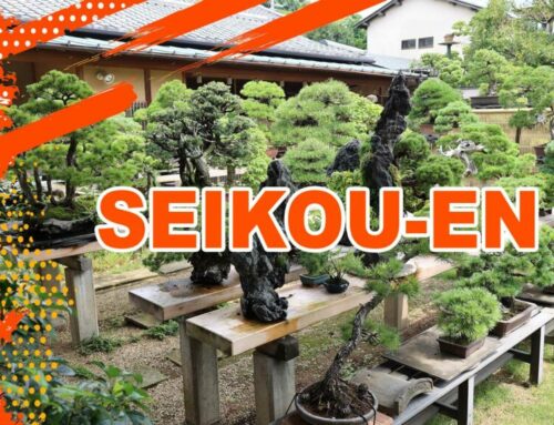 SEIKOUEN BONSAI 盆栽清香園