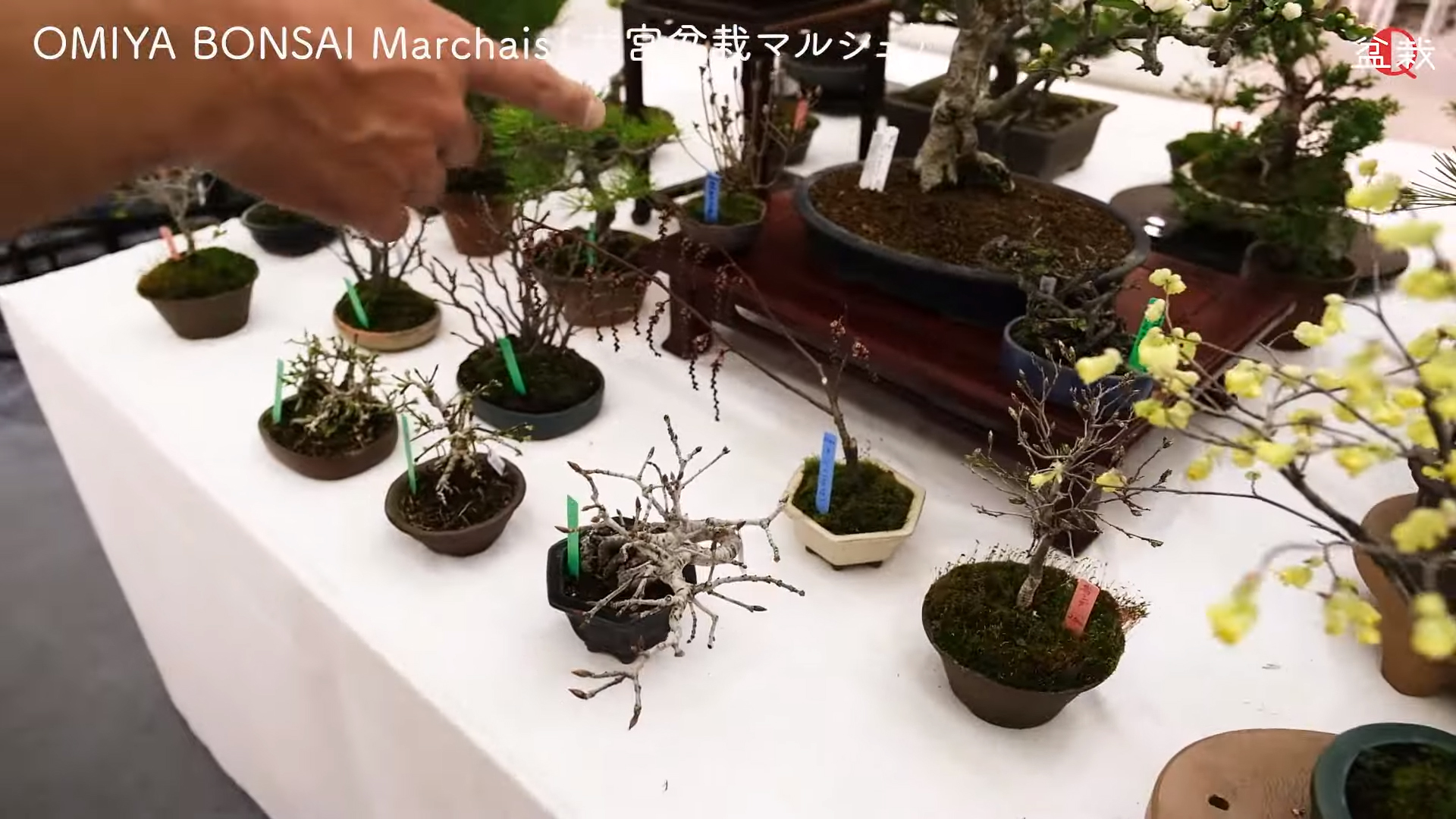 LA BOUTIQUE DU MUSEE DU BONSAÏ D’OMIYA DANS UN CENTRE COMMERCIAL A